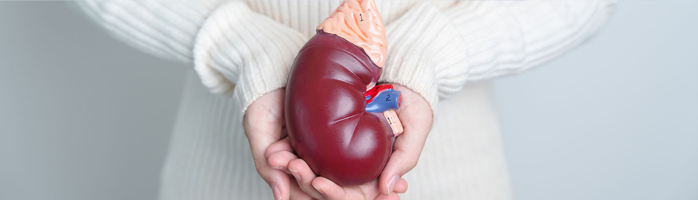 woman holding Anatomical human kidney