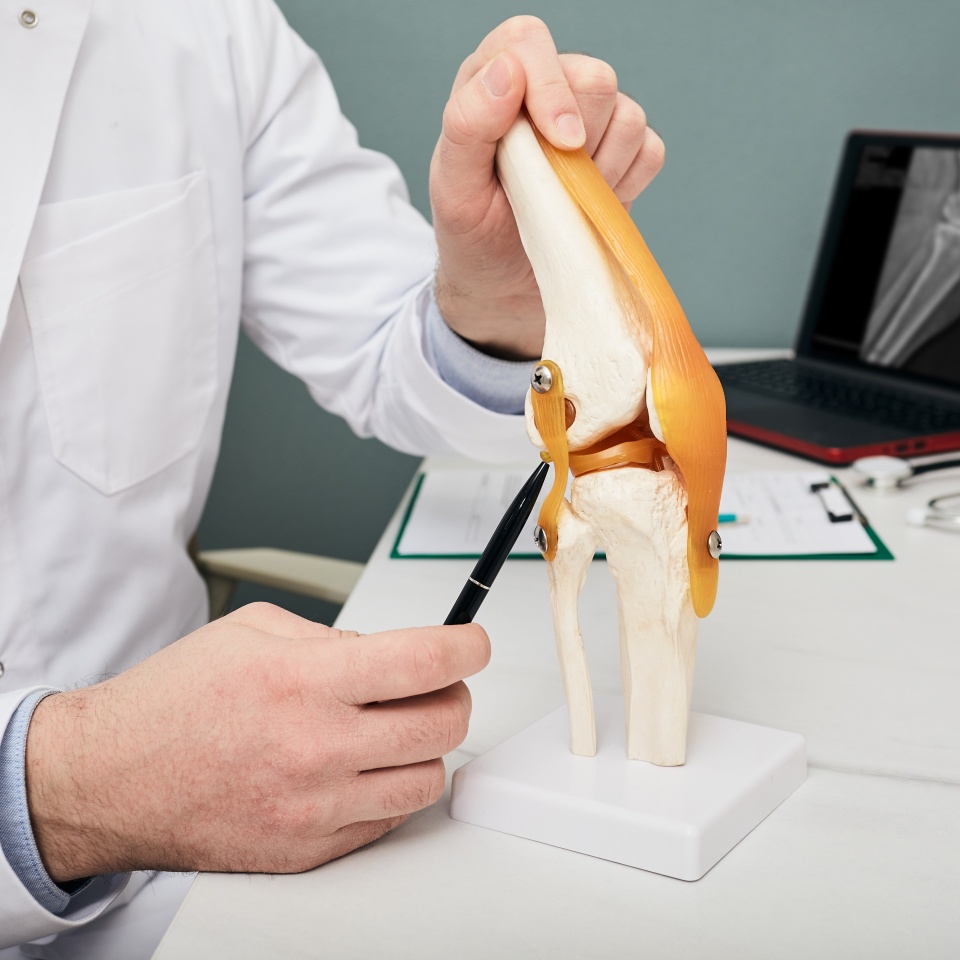 Human cruciate ligament injury treatment concept. Orthopedist showing to cruciate ligament in a knee-joint medical teaching model, close-up