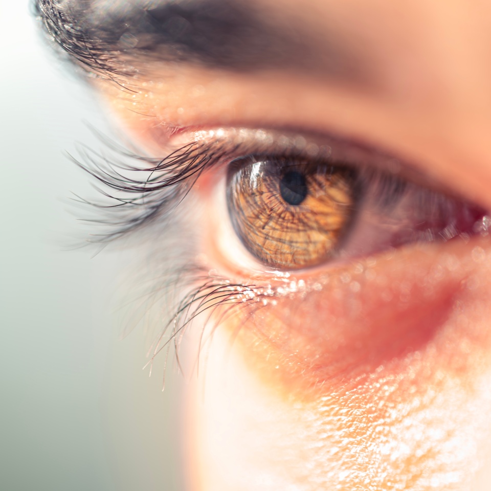 Brown man eye macro shot. Macro shot of a man's eyes. Close-up view of an adult asian man's eye with eyelashes and eyebrow looking in front confidently.