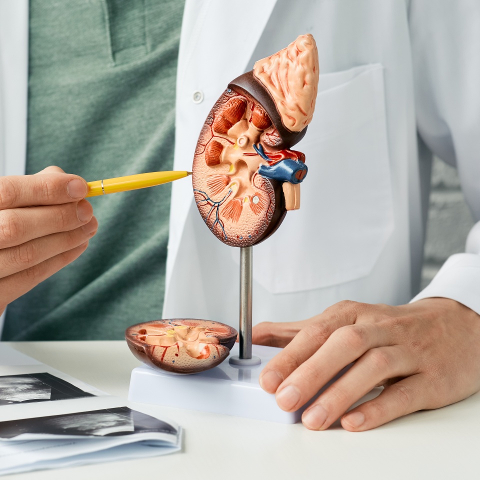 Urology and treatment of kidney disease. Doctor analyzing of patient kidney health using kidney ultrasound and anatomical model