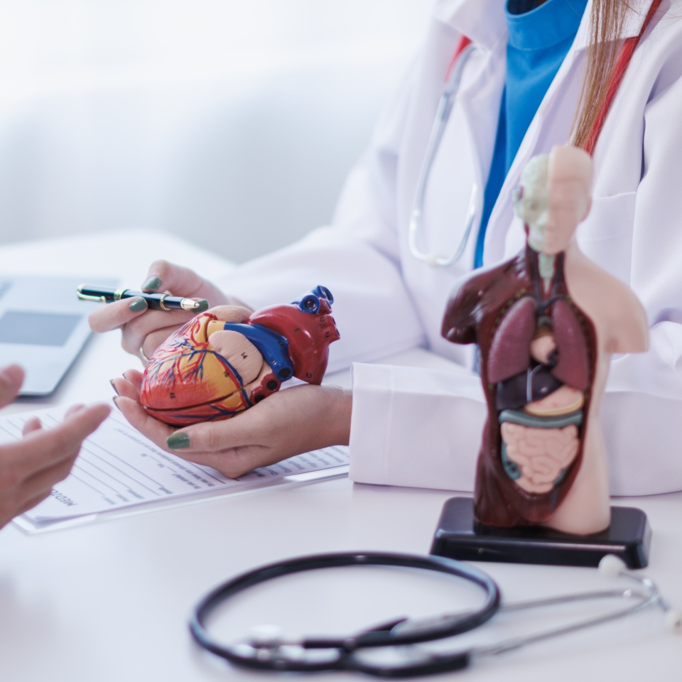 realistic looking heart model in hands of doctor is symbol of campaign to care for the health of heart disease patients and encourage people at risk of heart disease to come in for regular check-ups.
